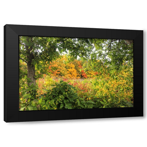 Autumn Colors Black Modern Wood Framed Art Print by Goldwitz, Robert