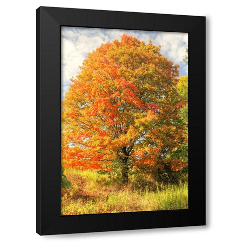 Brilliant Tree Black Modern Wood Framed Art Print with Double Matting by Goldwitz, Robert
