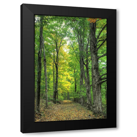 Deep Woods Vertical Black Modern Wood Framed Art Print with Double Matting by Goldwitz, Robert