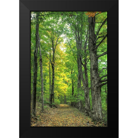 Deep Woods Vertical Black Modern Wood Framed Art Print by Goldwitz, Robert