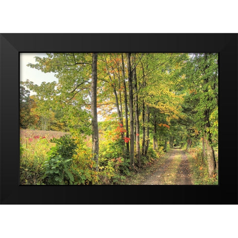 Sunlit Carriage Path Black Modern Wood Framed Art Print by Goldwitz, Robert