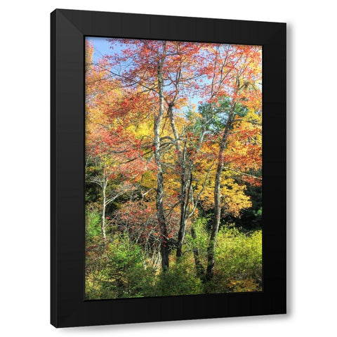 Autumn Tree Cluster Vertical Black Modern Wood Framed Art Print with Double Matting by Goldwitz, Robert