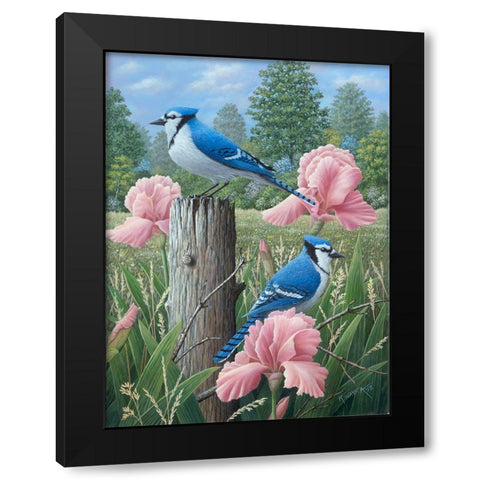Blue Jays Black Modern Wood Framed Art Print with Double Matting by Wavra, Robert