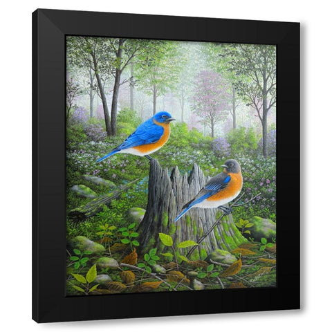 Spring Bluebirds Black Modern Wood Framed Art Print with Double Matting by Wavra, Robert
