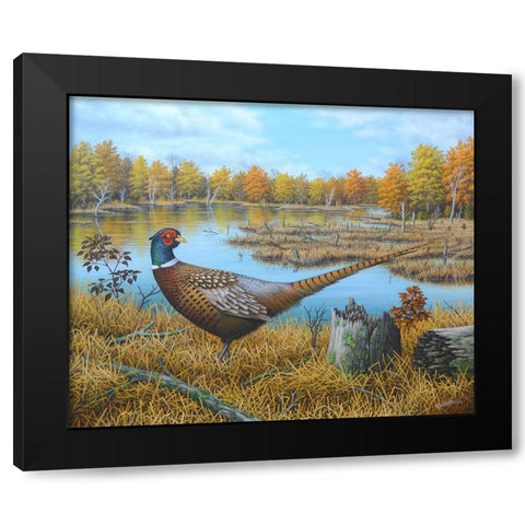 Ring-necked Pheasant Black Modern Wood Framed Art Print with Double Matting by Wavra, Robert