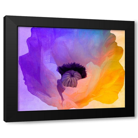 Poppy Gradient III Black Modern Wood Framed Art Print with Double Matting by Sasha