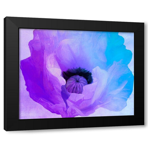 Poppy Gradient IV Black Modern Wood Framed Art Print with Double Matting by Sasha