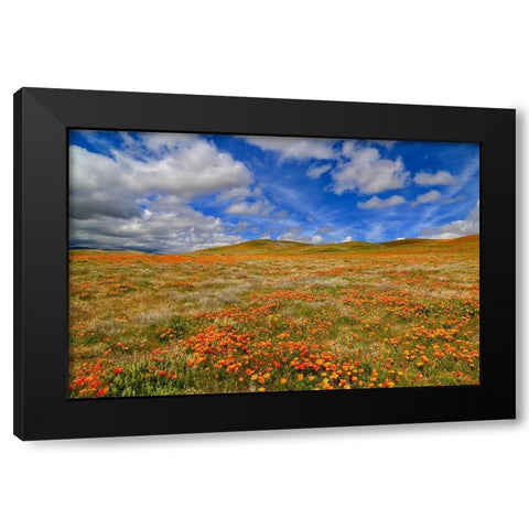Poppies With Clouds Black Modern Wood Framed Art Print by Susan Vizvary Photography