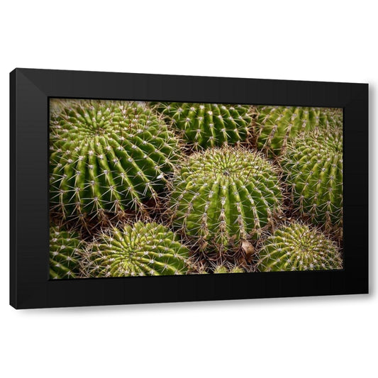 Cactus Rounds Black Modern Wood Framed Art Print by Susan Vizvary Photography