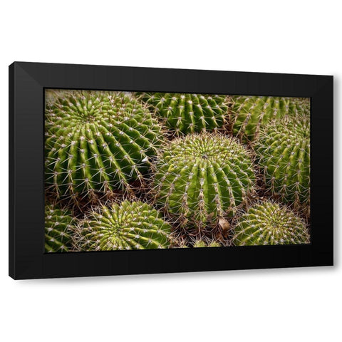 Cactus Rounds Black Modern Wood Framed Art Print by Susan Vizvary Photography