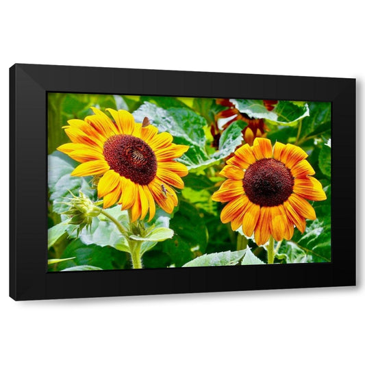 Double Sunflower Black Modern Wood Framed Art Print by Susan Vizvary Photography