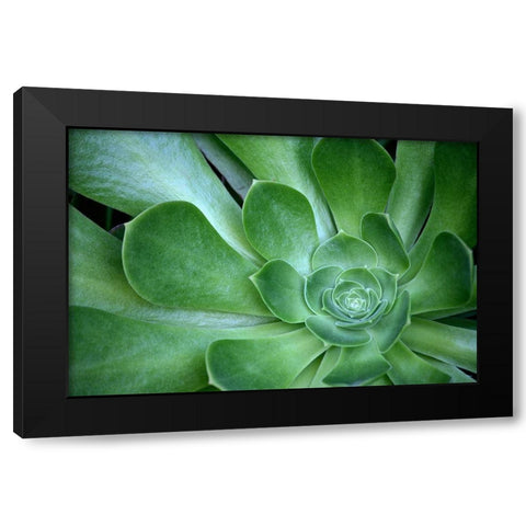Green Succulent Black Modern Wood Framed Art Print by Susan Vizvary Photography