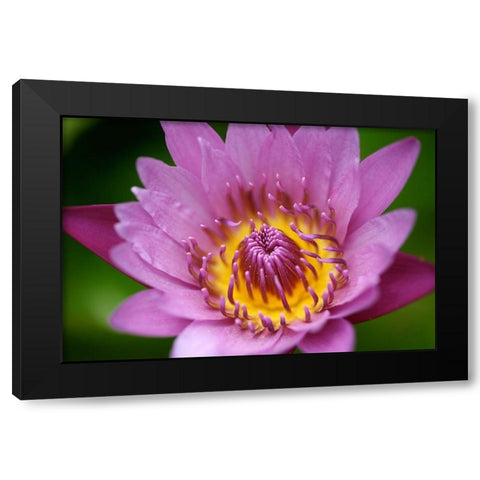 Single Pink Flower Black Modern Wood Framed Art Print by Susan Vizvary Photography