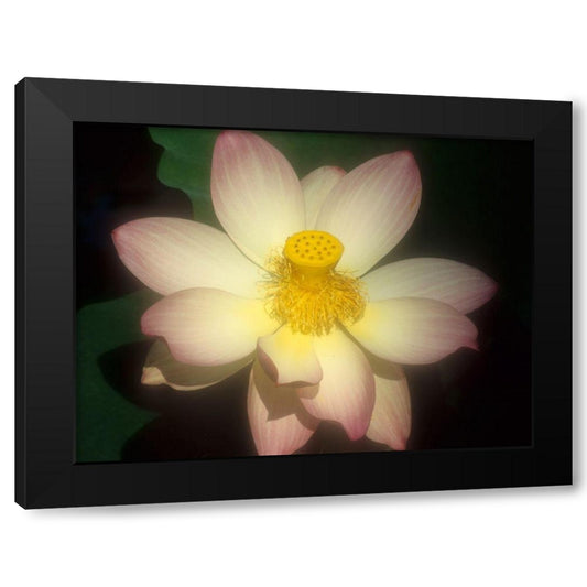 Water Lily Black Modern Wood Framed Art Print by Susan Vizvary Photography