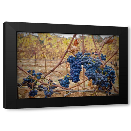 Grapes on a Vine Black Modern Wood Framed Art Print by Susan Vizvary Photography