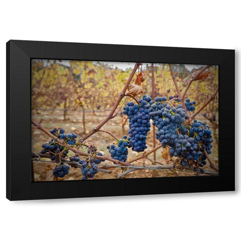 Grapes on a Vine Black Modern Wood Framed Art Print by Susan Vizvary Photography