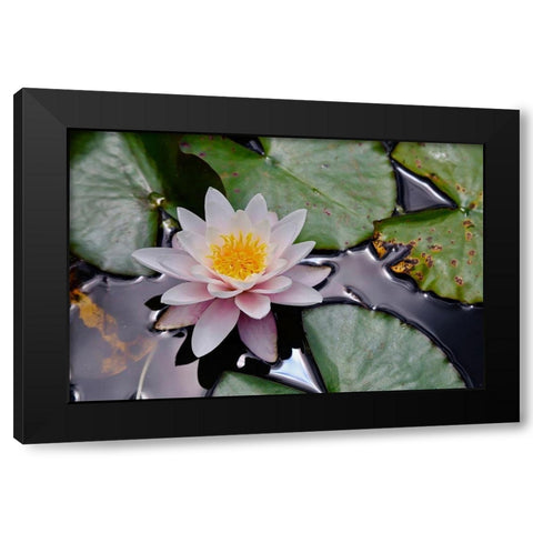 NZ Waterlily Black Modern Wood Framed Art Print by Susan Vizvary Photography