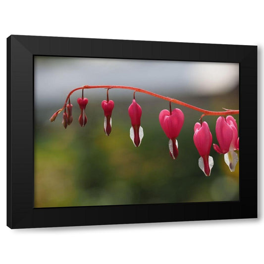 Bleeding Heart Black Modern Wood Framed Art Print by Bonin, Suzanne