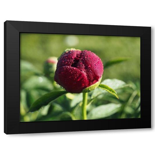 Budding Flower with Dew Drops Black Modern Wood Framed Art Print by Bonin, Suzanne