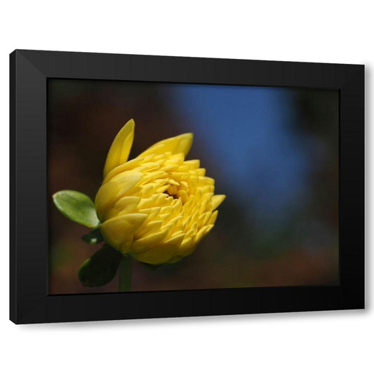 Budding Yellow Chrysanthemum Black Modern Wood Framed Art Print by Bonin, Suzanne