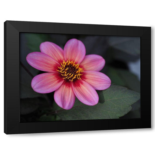 Dahlia Tricolore Black Modern Wood Framed Art Print by Bonin, Suzanne