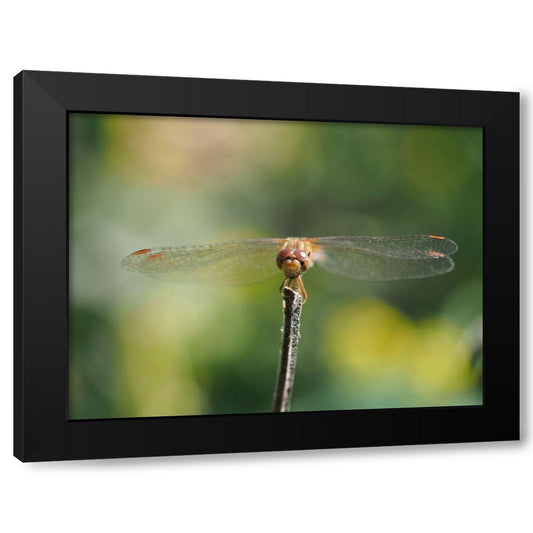 Dragonfly Black Modern Wood Framed Art Print by Bonin, Suzanne