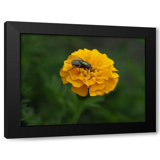 Fly on Yellow Marigold Black Modern Wood Framed Art Print by Bonin, Suzanne