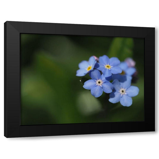 Forget Me Not Black Modern Wood Framed Art Print by Bonin, Suzanne