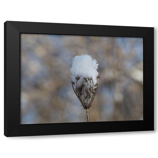 Frosted Wild Carrot Black Modern Wood Framed Art Print by Bonin, Suzanne
