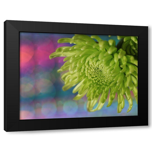 Green Chrysanthemum Black Modern Wood Framed Art Print by Bonin, Suzanne