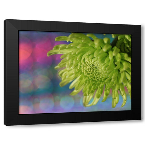 Green Chrysanthemum Black Modern Wood Framed Art Print by Bonin, Suzanne