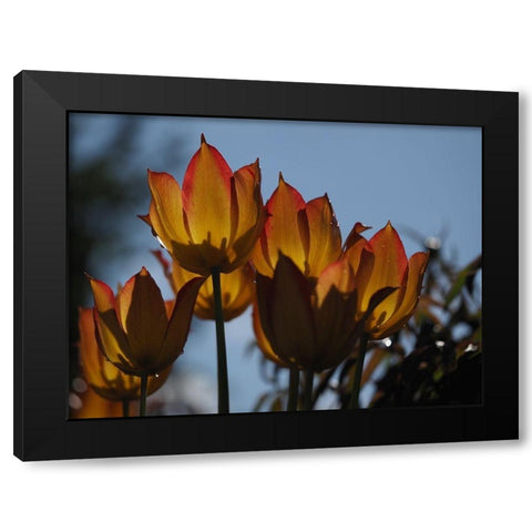 Tulips at Dawn Black Modern Wood Framed Art Print by Bonin, Suzanne