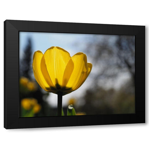 Yellow Tulip Black Modern Wood Framed Art Print by Bonin, Suzanne