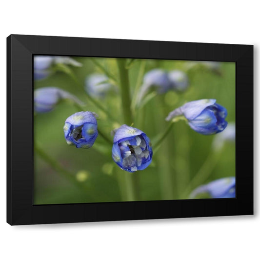 Blue Delphinium Buds Black Modern Wood Framed Art Print by Bonin, Suzanne