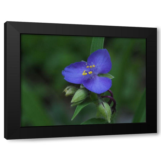 Blue Spiderwort Black Modern Wood Framed Art Print by Bonin, Suzanne