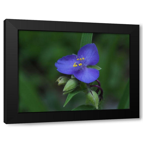 Blue Spiderwort Black Modern Wood Framed Art Print by Bonin, Suzanne