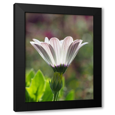 Cape Marguerite Black Modern Wood Framed Art Print by Bonin, Suzanne