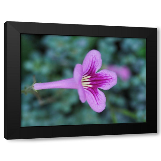 Cape Primrose Black Modern Wood Framed Art Print by Bonin, Suzanne