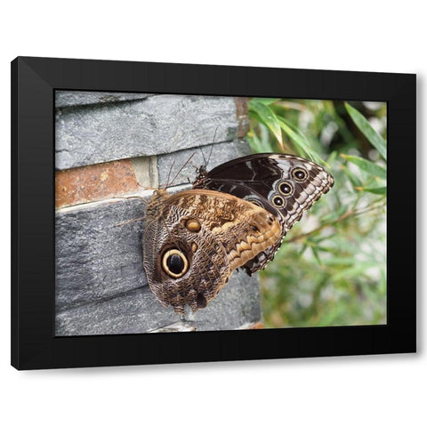 Couple Black Modern Wood Framed Art Print by Bonin, Suzanne