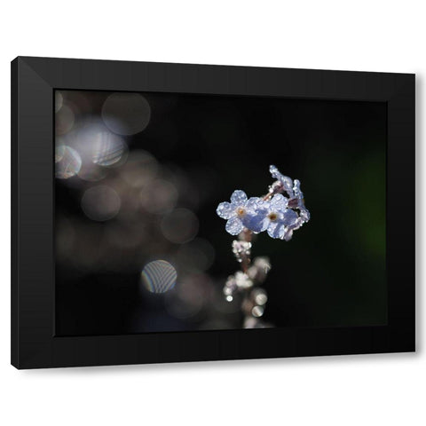 Drenched Black Modern Wood Framed Art Print by Bonin, Suzanne