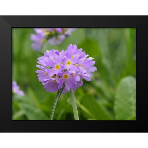 Drumstick Primrose Black Modern Wood Framed Art Print by Bonin, Suzanne