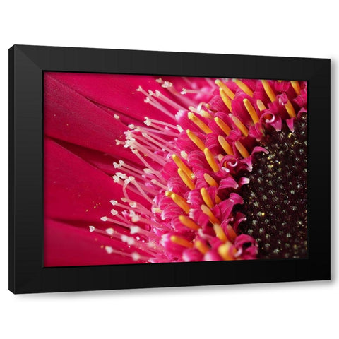 Gerbera Closeup Black Modern Wood Framed Art Print by Bonin, Suzanne