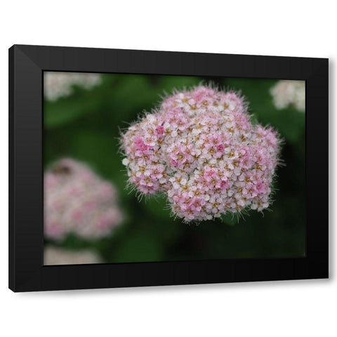 Japanese Meadowsweet Black Modern Wood Framed Art Print by Bonin, Suzanne