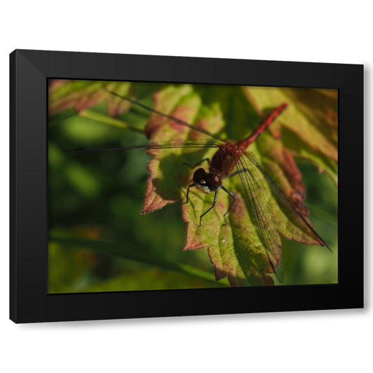 White Faced Meadowhawk Black Modern Wood Framed Art Print by Bonin, Suzanne