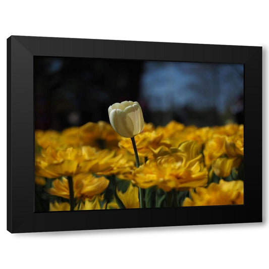 White Tulip on a Bed of Fire Black Modern Wood Framed Art Print by Bonin, Suzanne