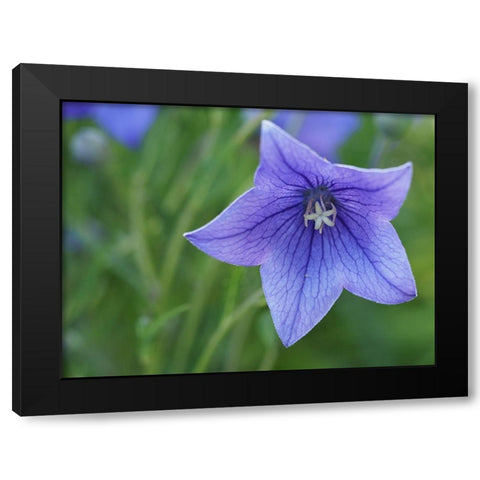 Balloon Flower Black Modern Wood Framed Art Print by Bonin, Suzanne