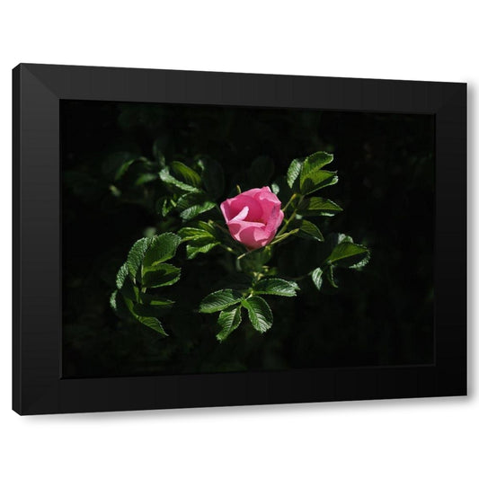 Beach Rose Black Modern Wood Framed Art Print by Bonin, Suzanne