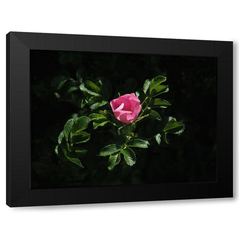 Beach Rose Black Modern Wood Framed Art Print by Bonin, Suzanne