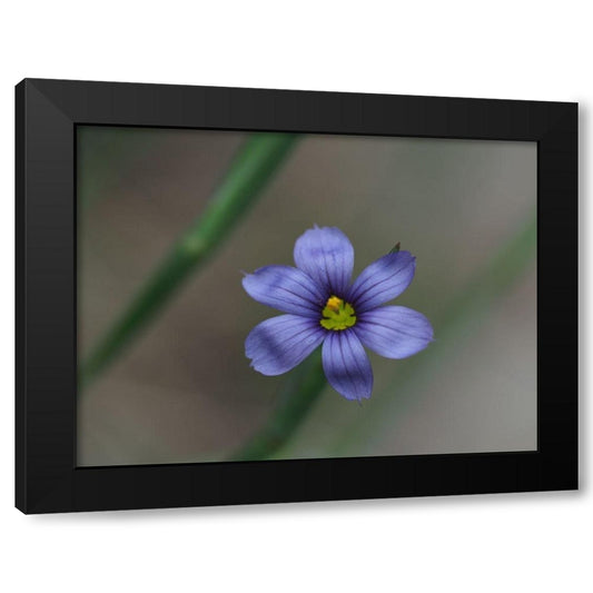 Blue Eyed Grass Black Modern Wood Framed Art Print by Bonin, Suzanne
