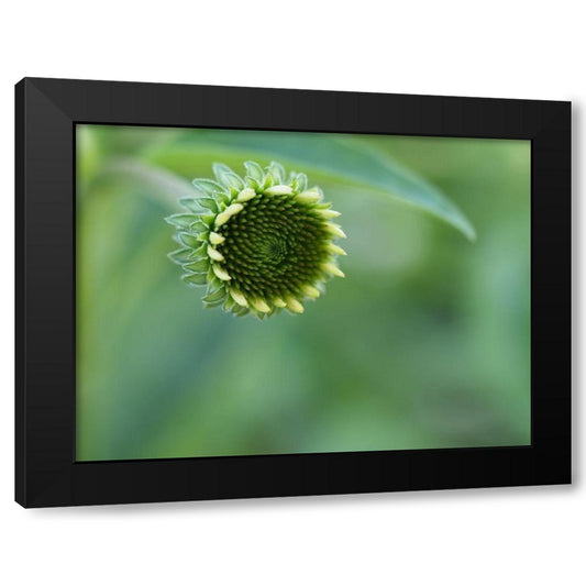 Coneflower bud Black Modern Wood Framed Art Print by Bonin, Suzanne